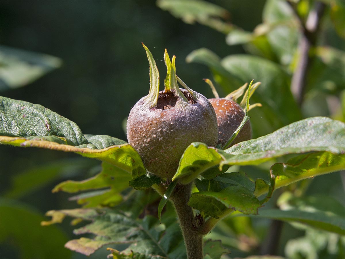 Mespilus germanica